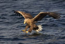 White-tailed_Eagle_P1_large_(Mike_Brown)