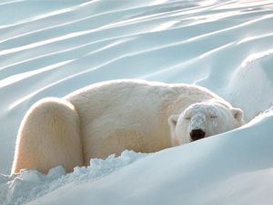 Sleeping_Beauty,_Polar_Bear