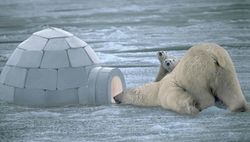 Funny_Polar_Bear